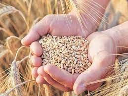 गेहूं के पैदावार की हकीकत जानने हेतु सीडीओ ने कराई क्राप कटिंग